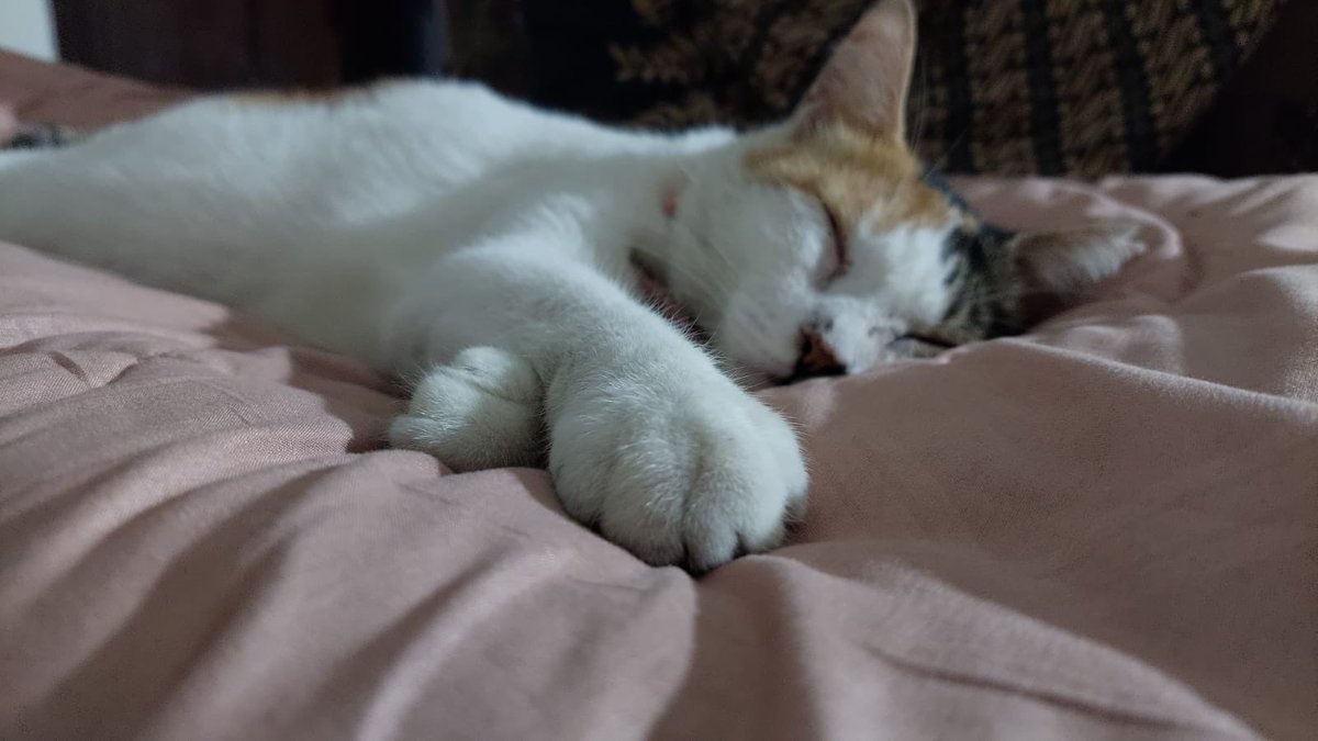 Mili,Bas,Picco,Oyen tweet media