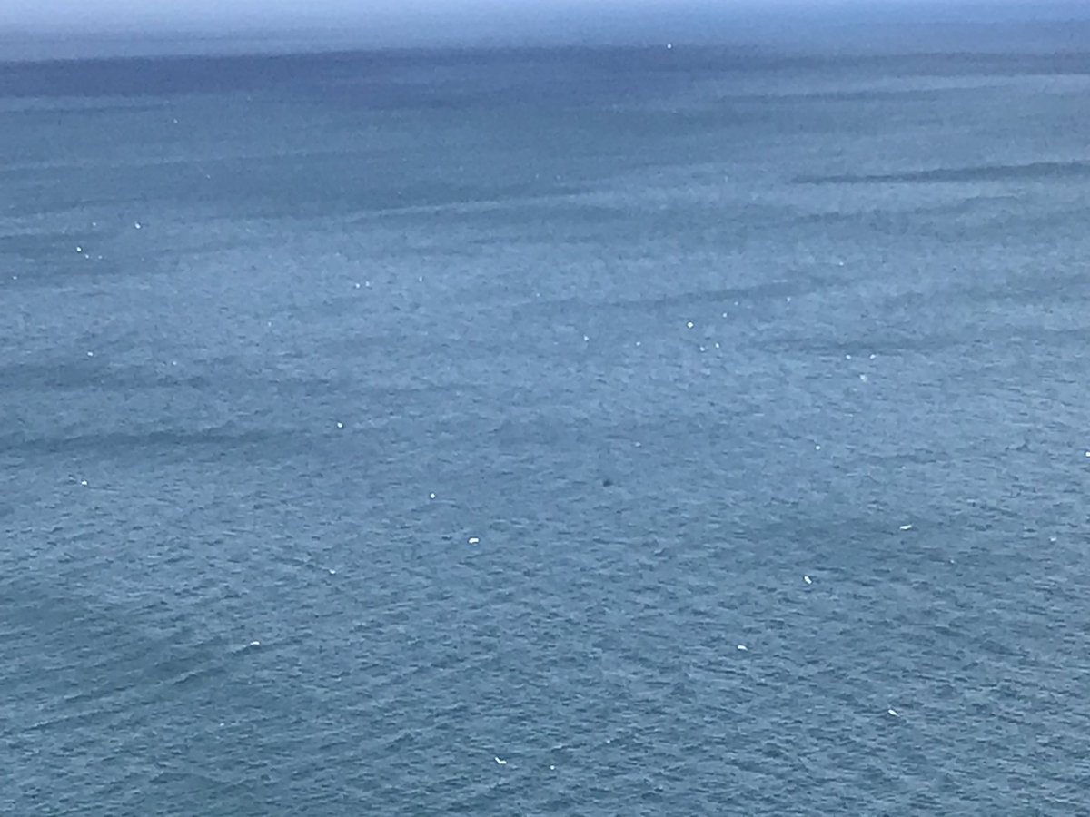 bgsbio's tweet photo. A great day out at @Bempton_Cliffs lots of birds to see- gannets, kittiwakes, shags and fulmars. Fabulous. #alwayslearning #britain #nature #birds #chicks #rspb #Coast https://t.co/Zp8IZOfTqE