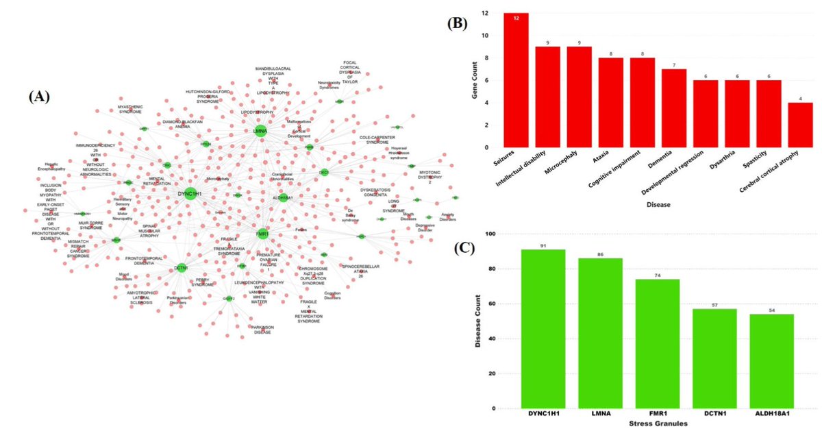DorissLoh's tweet photo. Peer-reviewed study shows SARS-CoV-2 directly interacts with 116 proteins found in stress granules that form by phase separation upon stress from pathogenic attacks. These 116 proteins are involved in 430 different brain disorders. What is the effect of these interactions? 1/3 https://t.co/8RWfF1Ysbv