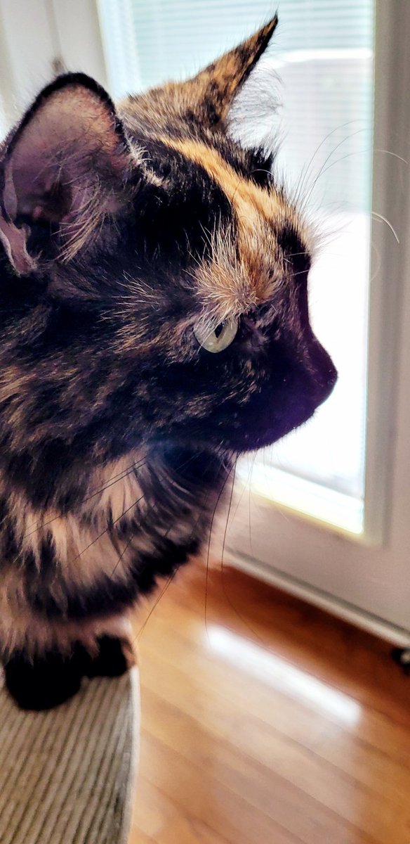 Happy #Caturday! Hope  y'all are doing well! I've been off catting around...