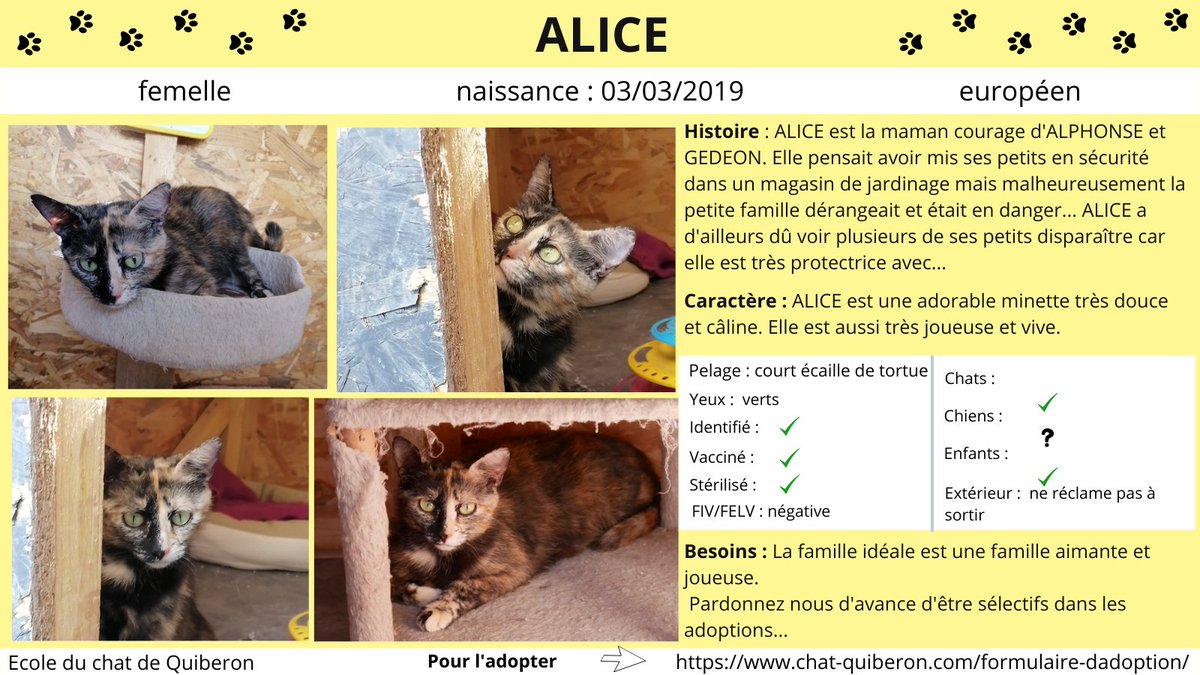 ChatQuiberon's tweet photo. 💞A L'ADOPTION 💞

ALICE 🐈♀️
Jolie maman courage cherche sa famille pour l'aimer et être heureuse pour toujours

Pour adopter, il faut remplir ce formulaire 👉 https://t.co/01y9McdaM4

Les partages sont les bienvenus 🙏💝 merci !

#Adoption #adoptable #CatsOfTwitter #Caturday https://t.co/ewGz3nGd6K