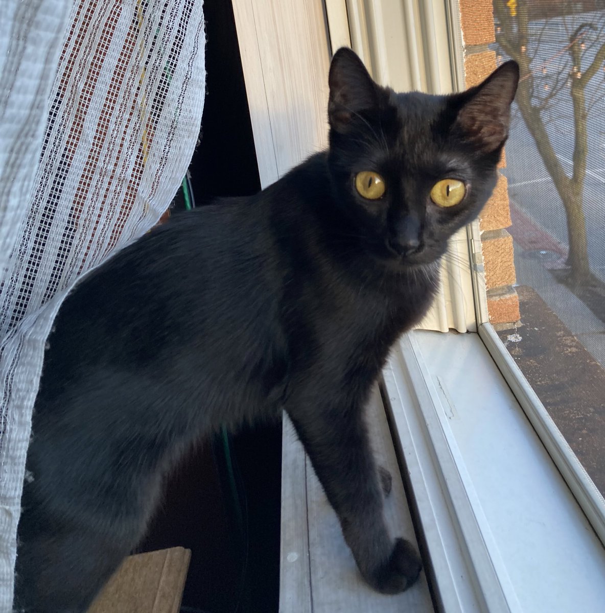 Ask_MamaMary's tweet photo. @clapifyoulikeme @pronounced_ing I wish to express my joy of the cat. https://t.co/pE0A2jBH3i