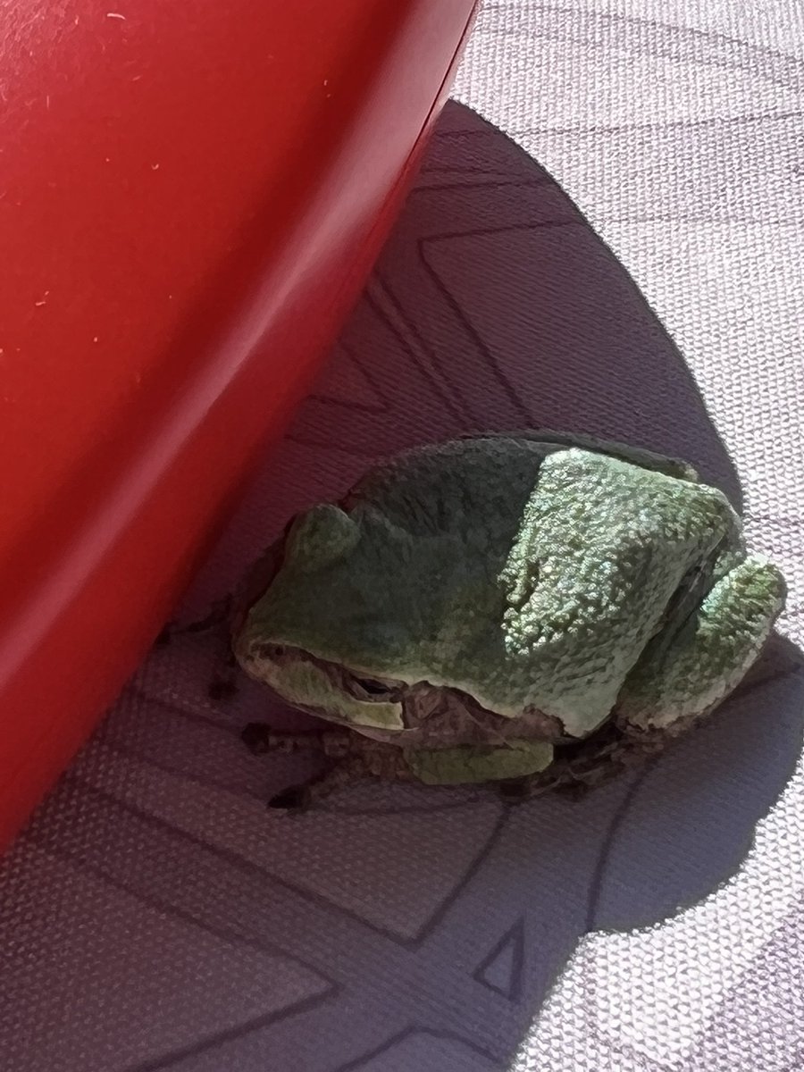Buttonweed75's tweet photo. Morning visitor. It’s SO tiny! Pictures next to a Scripto Lighter for size reference. #CopesGrayTreeFrog https://t.co/HmWogOwzsA
