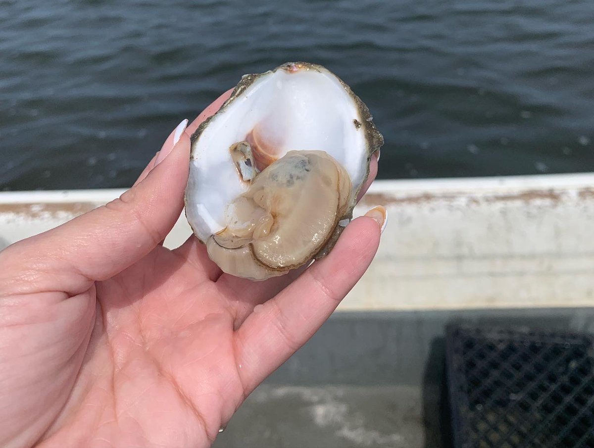 MissKimShell's tweet photo. This week we went snorkeling through oyster beds and eating/ shucking the oysters we were diving for, right on the boat. What an experience! https://t.co/wQ5QPiUQSG