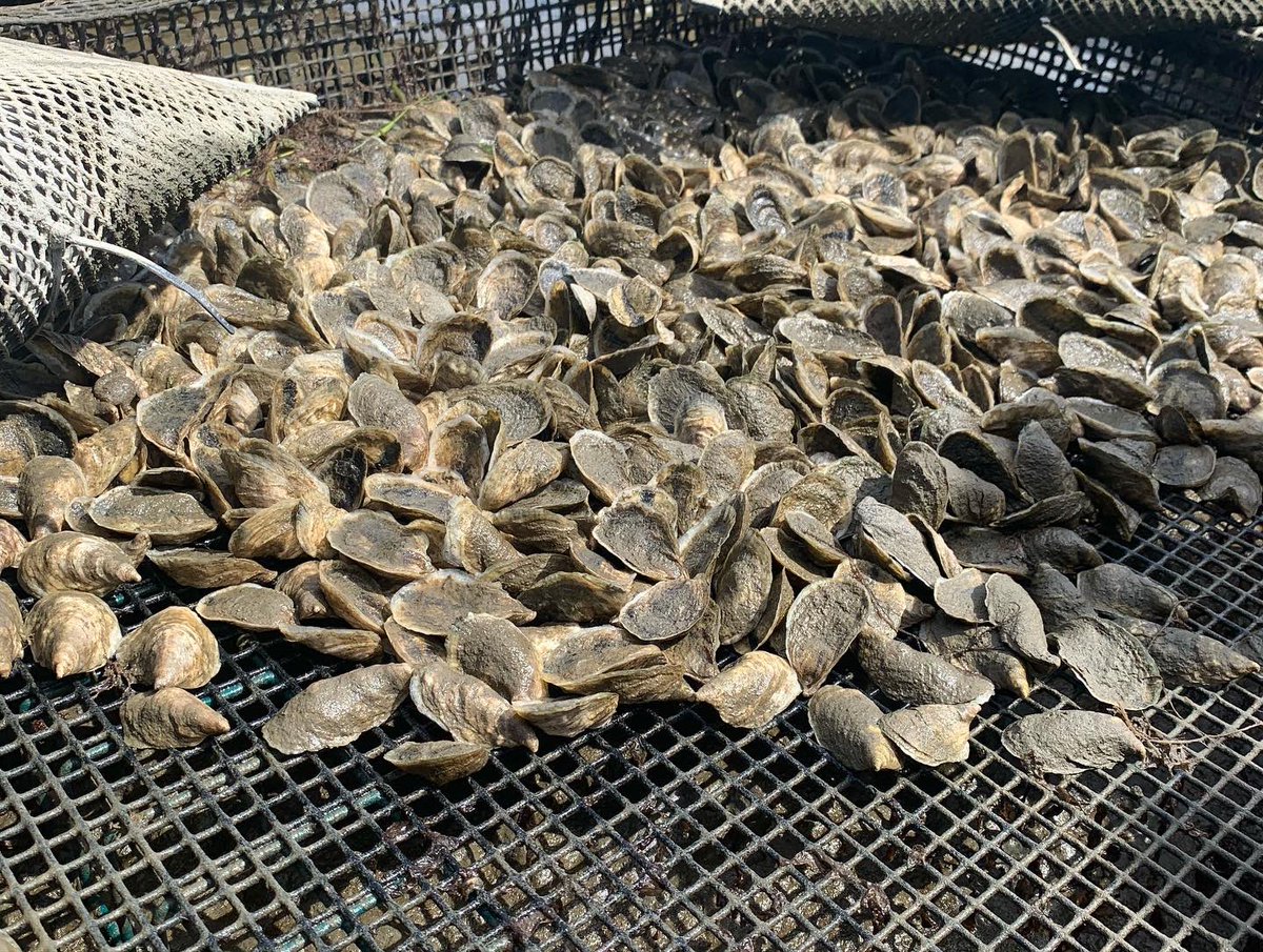 MissKimShell's tweet photo. This week we went snorkeling through oyster beds and eating/ shucking the oysters we were diving for, right on the boat. What an experience! https://t.co/wQ5QPiUQSG