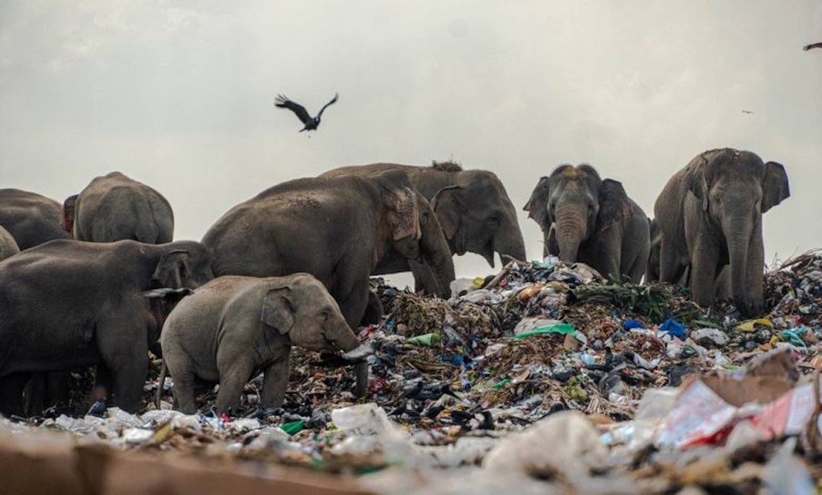 Kate_not_Laura's tweet image. 🔴🐘♻️🌏 Wild Asian elephants in India forage at landfill sites. In doing so, they consume large amounts of plastic trash and then inadvertently pollute their forest homes with their plastic-filled dung:

planetcustodian.com/glass-plastic-…