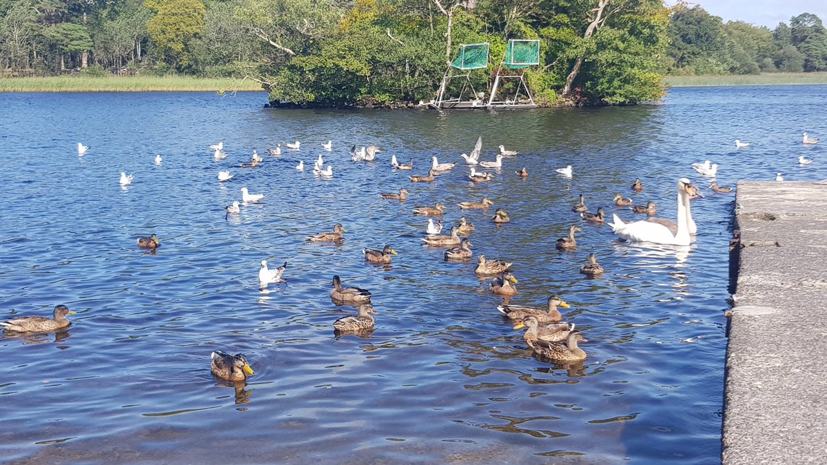 IrishLitTimes's tweet photo. Busy busy #hecticlife https://t.co/gtnQJTeiNA