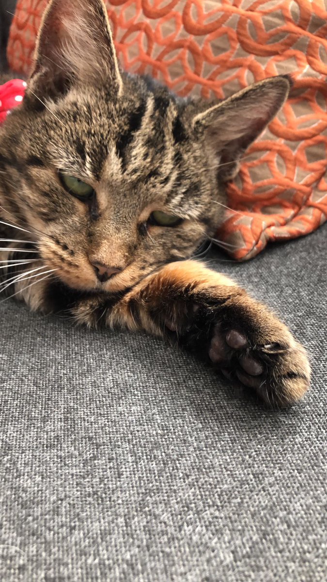 My #Caturday is as exciting as usual 😺😴 #CatsOfTwitter #CatsOnTwitter