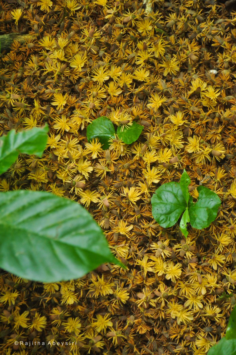 Rajitha_twitt's tweet image. කිතුල් ගසක් යට වැටී තිබූ කිතුල් මල්..
#NaturePhotography #Kithulflowers