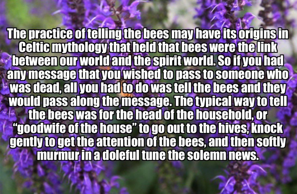 superblondebees's tweet photo. #TellingtheBees #WorldHoneyBeeDay #NationalHoneyBeeDay #honeybees #savethebees #superblondebeeco https://t.co/EU8vL9u84a