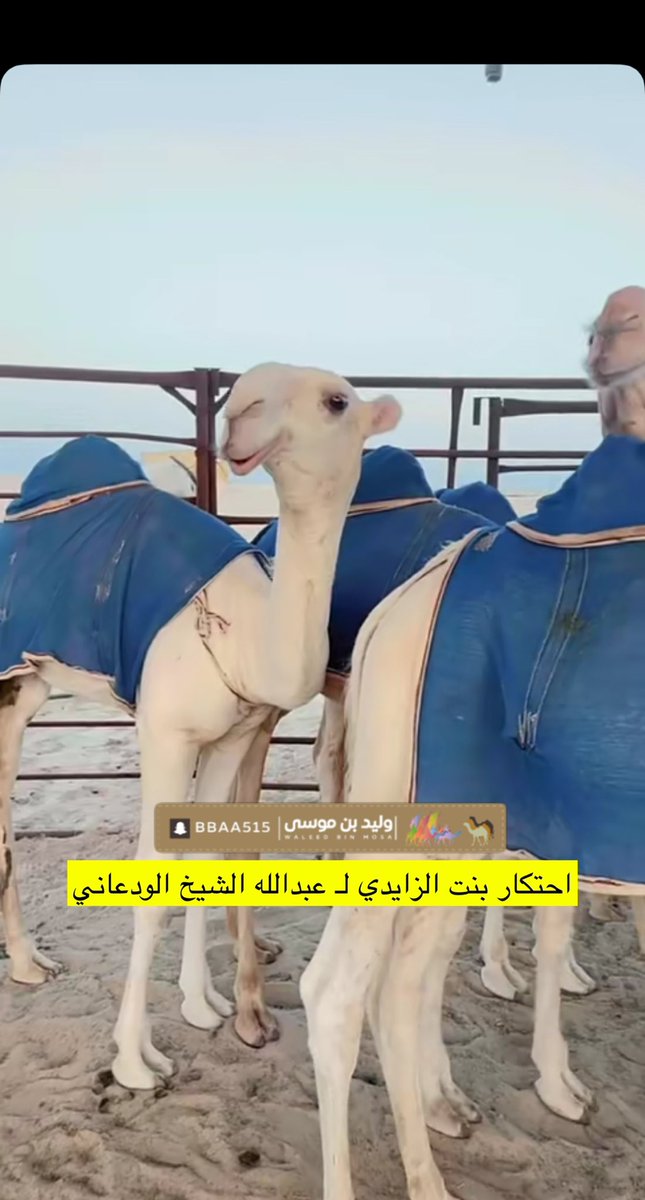 احتكار بنت الزايدي لـ عبدالله الشيخ الودعاني