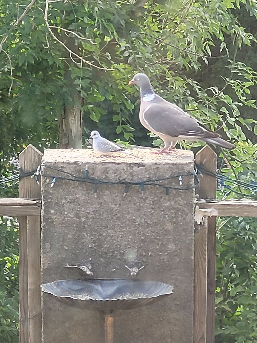 riscaboy69's tweet photo. @lilybell61 little Diamond Dove and friend feeding in our garden this afternoon 😃 🏴󠁧󠁢󠁷󠁬󠁳󠁿 https://t.co/XrAXCqkqUh