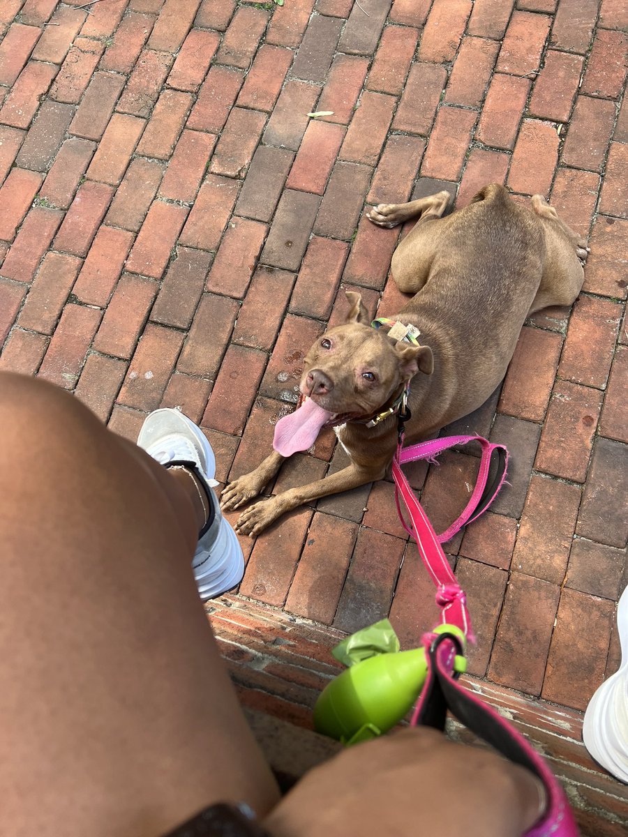 RissW's tweet photo. I really appreciate people who ask before trying to pet/approach my dog. Love it even more when they respectfully keep it moving when I tell them “no”. She’s a very sweet, but anxious, baby. 🥹❤️ https://t.co/Yon9CdZQ8C