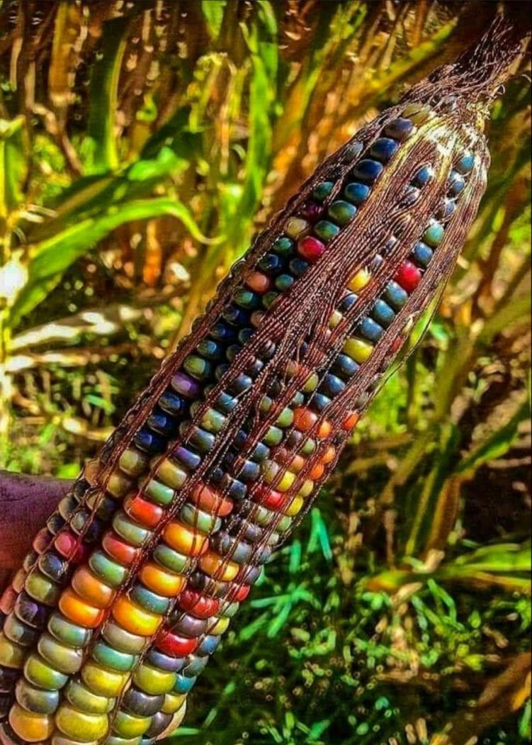 SidhaAadmi tweet media