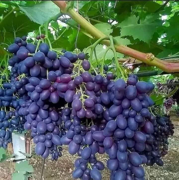 WorldlyHQ's tweet photo. If you are interested in grapes 🍇🍇🍇 modern farming, like and retweet. https://t.co/CWrzyobnjM