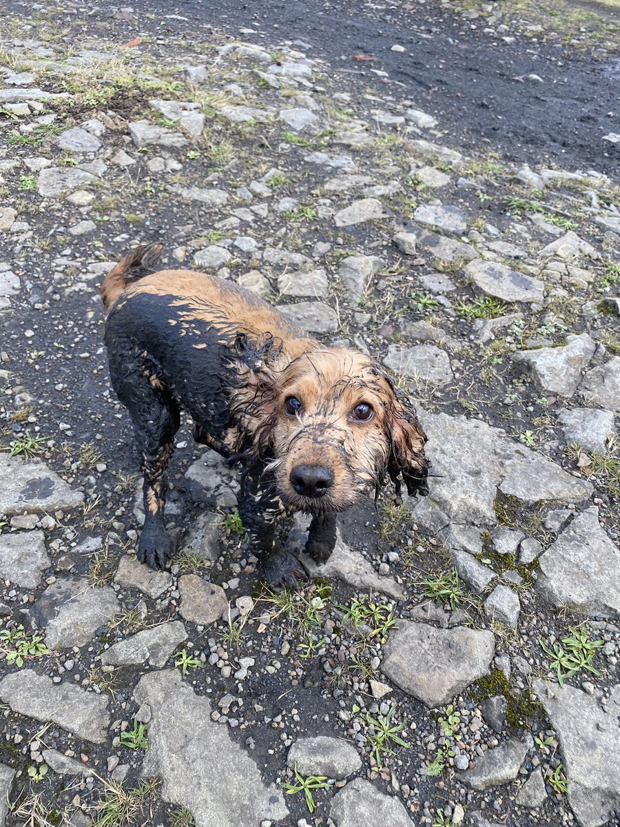 kerrifeeney1's tweet photo. Today we bog snorkelled! #Midwifeactive #HEEActive #dogsactive https://t.co/eAZZXtm7L9