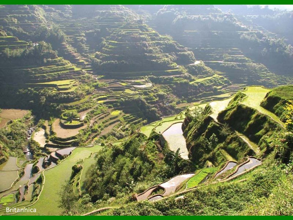 ANCIENT VERTICAL FARM

The Ifugao rice terraces of the Cordillera Mountains in the #Philippines are arguably the world’s first #verticalfarm – in continuous use since ancient times. A living Engineering marvel, they have proved a paragon of resilience & sustainability.