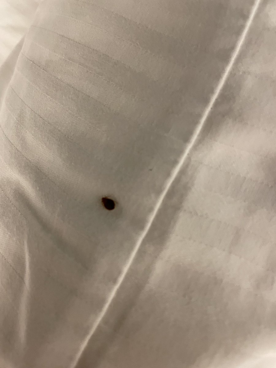hellovim's tweet photo. @LQ Found these disgusting bed bugs last night shortly after checking into the La Quinta Charleston Riverview. Front desk wouldn’t issue a refund! https://t.co/xyVqUfapgz