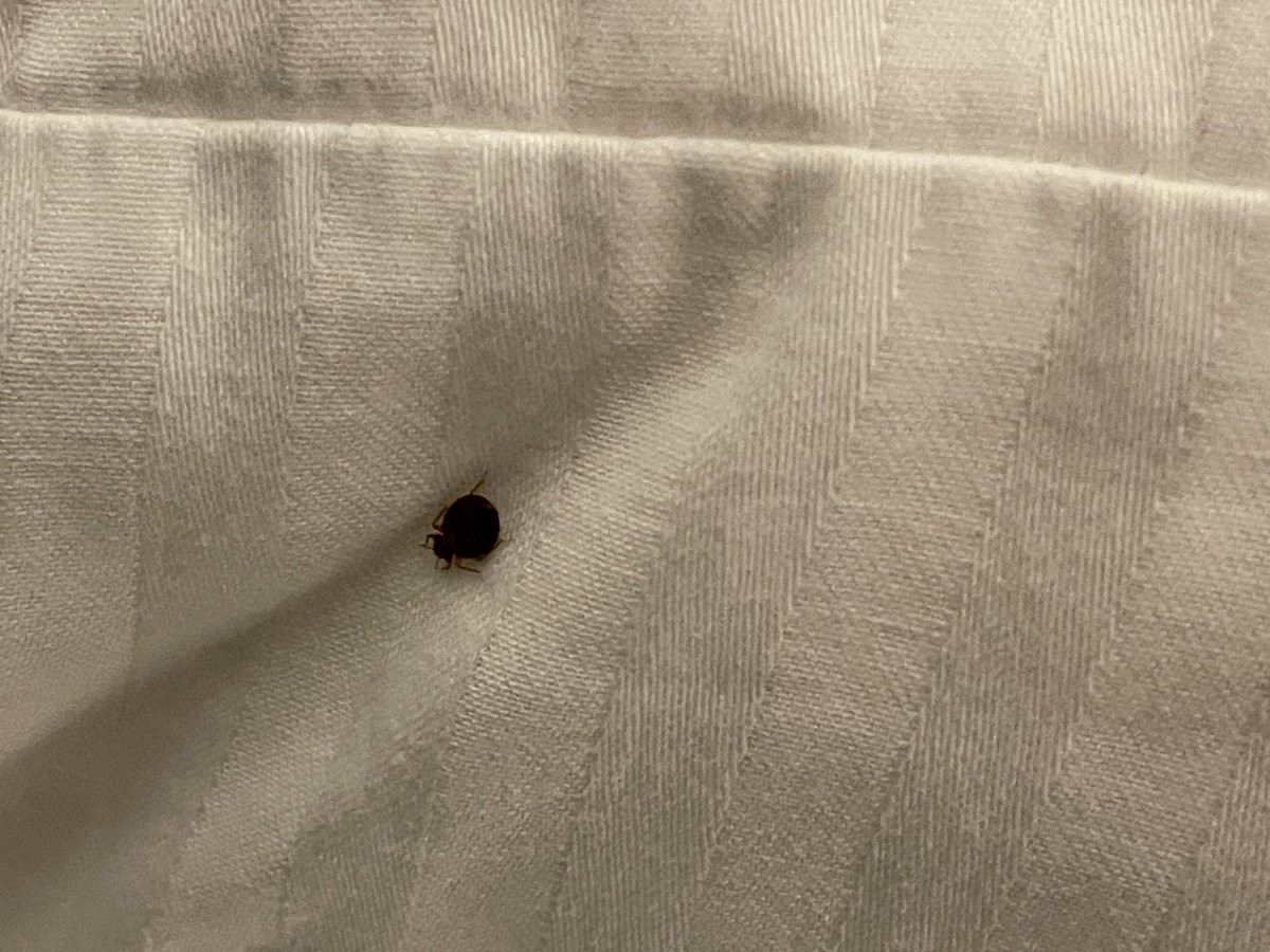 hellovim's tweet photo. @LQ Found these disgusting bed bugs last night shortly after checking into the La Quinta Charleston Riverview. Front desk wouldn’t issue a refund! https://t.co/xyVqUfapgz