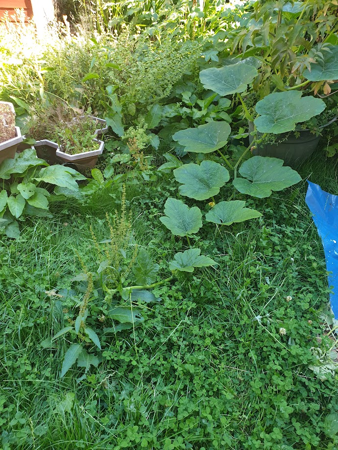 SSHCOOP's tweet photo. If you’ve any questions, then check out our website at https://t.co/9idZIUTtzZ or email us at studentcoopsheffield@gmail.com. We hope you’ll reach out &amp; connect like our squash plant, pop in like poppies for an interview, and potter about like our potatoes in perusing the place. https://t.co/xxrn6Xgr0D