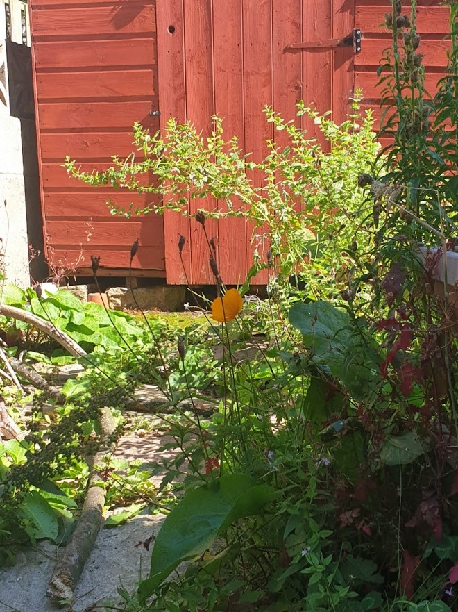 SSHCOOP's tweet photo. If you’ve any questions, then check out our website at https://t.co/9idZIUTtzZ or email us at studentcoopsheffield@gmail.com. We hope you’ll reach out &amp; connect like our squash plant, pop in like poppies for an interview, and potter about like our potatoes in perusing the place. https://t.co/xxrn6Xgr0D