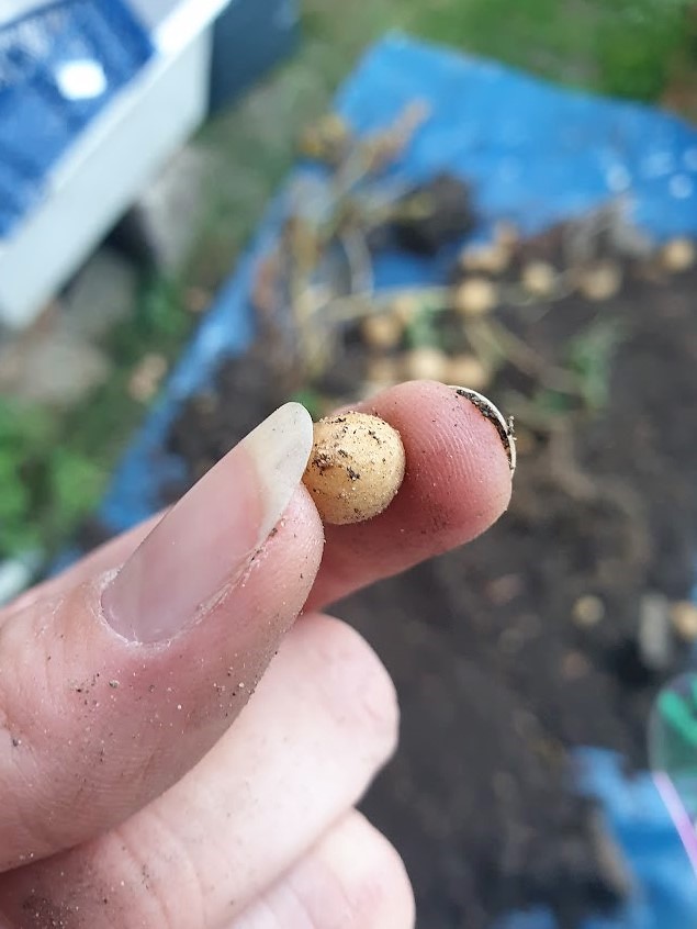 SSHCOOP's tweet photo. If you’ve any questions, then check out our website at https://t.co/9idZIUTtzZ or email us at studentcoopsheffield@gmail.com. We hope you’ll reach out &amp; connect like our squash plant, pop in like poppies for an interview, and potter about like our potatoes in perusing the place. https://t.co/xxrn6Xgr0D