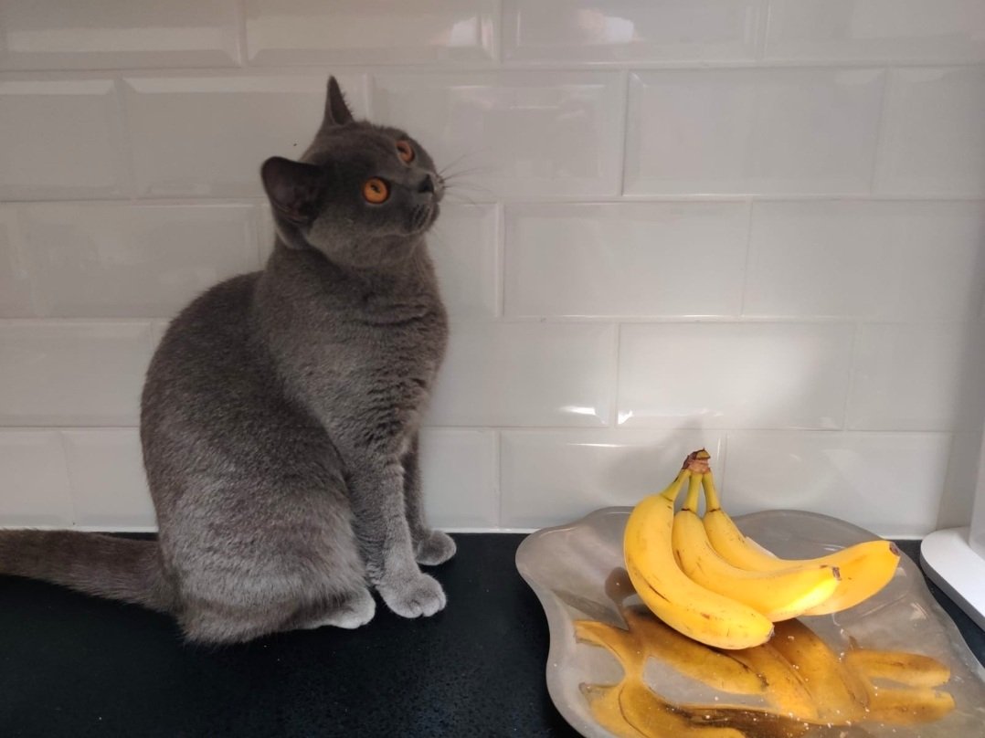 pirjo_saari's tweet photo. Päivän installaatio: kissa, banaanit ja banaanikärpäset.
#catsoftwitter #kissa #installaatio https://t.co/1WEDuVG88R