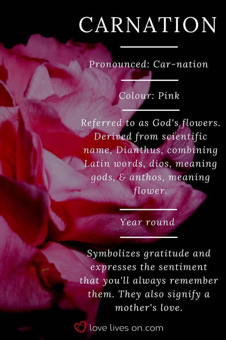 akarawee99's tweet photo. Pink carnations.🥰🥰🥰
Beautiful things are not only the face, the mind is important, the face has a wrinkled day, but the mind is always stable Beautiful things are not only the face, the mind is important...TRUE.💯
#loveisnature https://t.co/Eeg7XGH2ir