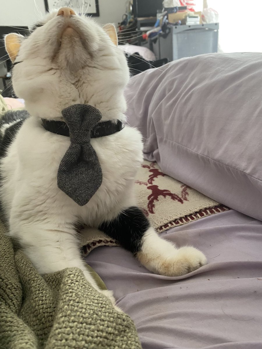 KvotheTheArcane's tweet photo. Day 51 of Koaposting to cleanse your TL. “Sir I’ve been over the numbers, and it’s glaringly obvious you can budget many more treats than you currently do.”
#NAFO #CatsOfNafo #MrBumbleButt https://t.co/7BZ952dvBp