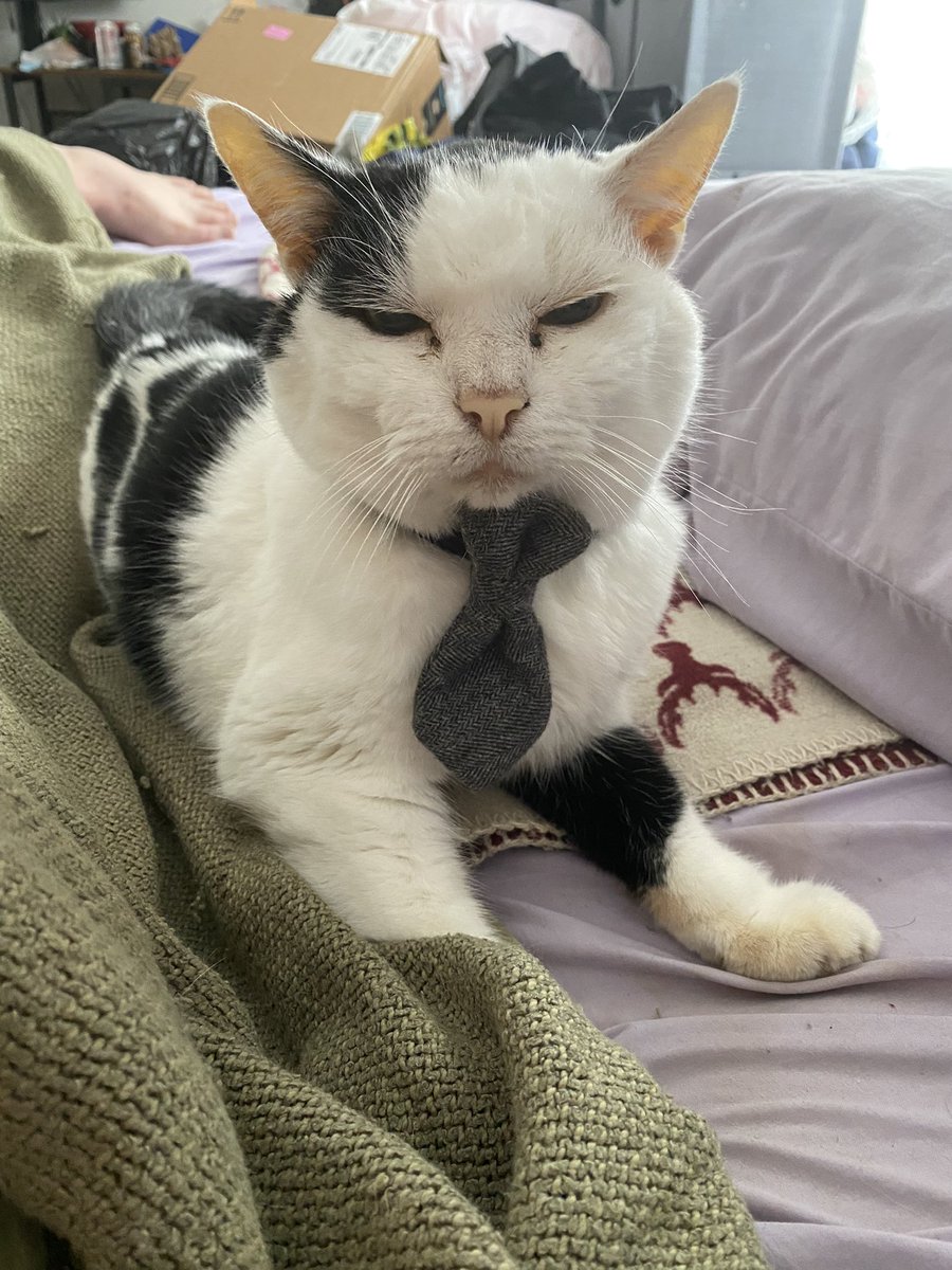 KvotheTheArcane's tweet photo. Day 51 of Koaposting to cleanse your TL. “Sir I’ve been over the numbers, and it’s glaringly obvious you can budget many more treats than you currently do.”
#NAFO #CatsOfNafo #MrBumbleButt https://t.co/7BZ952dvBp