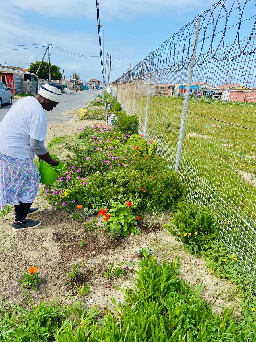 HelpUp_Today's tweet photo. Buckets of love. Dawn Adams is the #constantgardener at #helpup Khayelitsha. She tends this garden with love & enthusiasm. Dawn has earmarked new space to continue her great work for #kirstenbosch in #Khayelitsha. One person can be the change. It takes #commitment #womensmonth https://t.co/e6dXbcuaB2