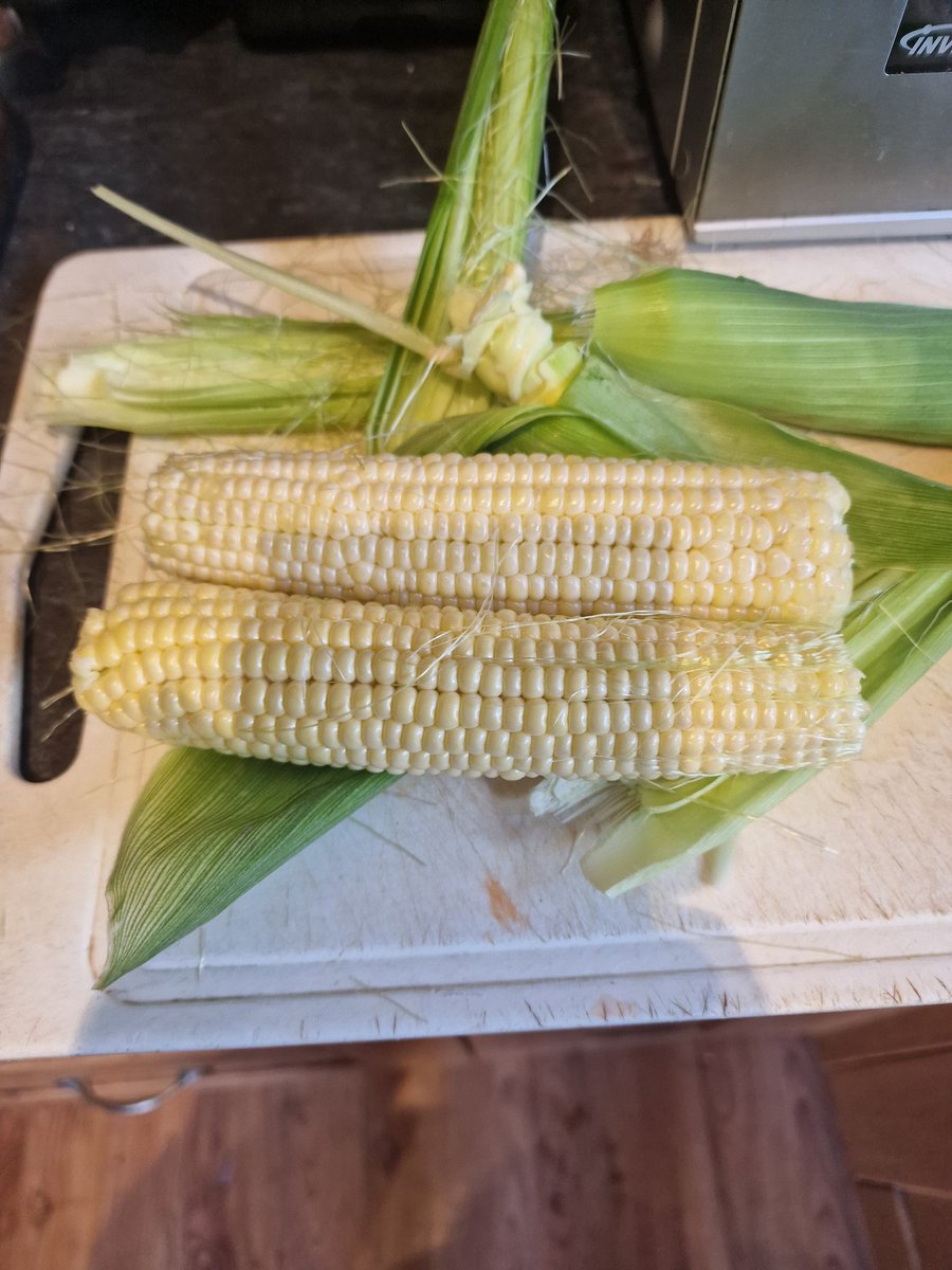 JohnIsserlis's tweet photo. #VegGarden #Allotment  well its time to taste test the first of this years #Sweetcorn looks good, although I could have perhaps left it a little longer. #NotVeryPatient https://t.co/qVAoqhpWUf