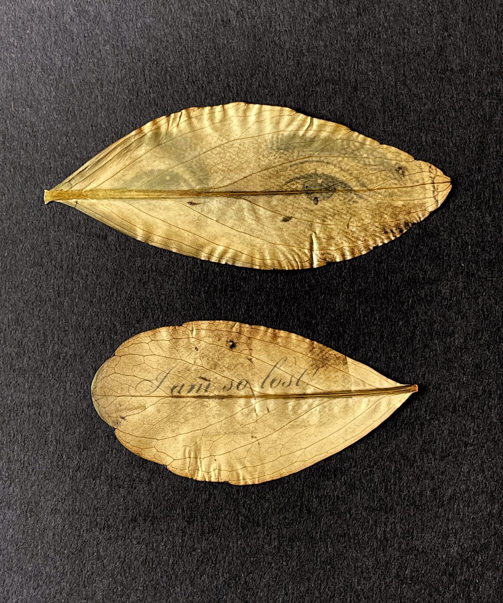 lumilyon's tweet image. The Tears Of Things #Chlorophyllprints on bogbean leaves 2021 #WorldAnthotypeDay #CameralessPhotography #alternativephotographicprocess