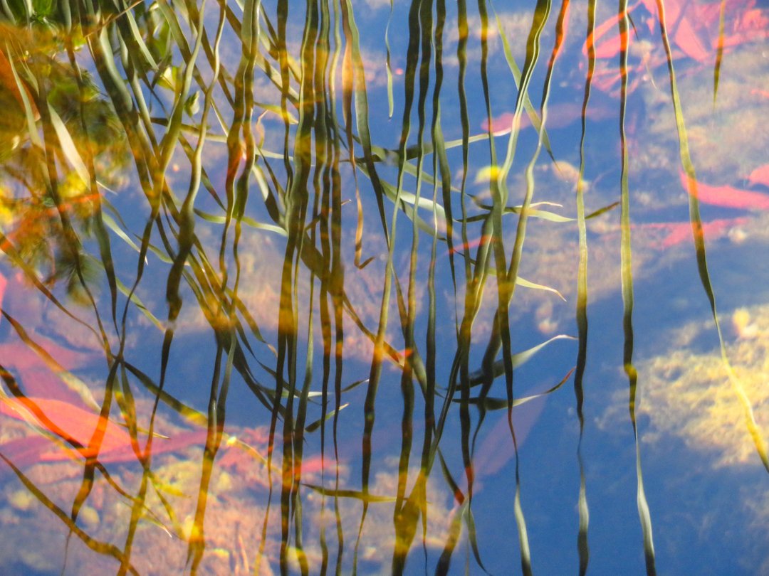 aircake's tweet image. The tall grass is out of the picture
but remains in the picture

#pondreflection #pond #reflection #nature #naturephotography #abstractpainting #naturelovers #fallcolors #raw #waterreflection #fall #reflectionphotography #landscapephotography #reflections #pondlife #pondreflec