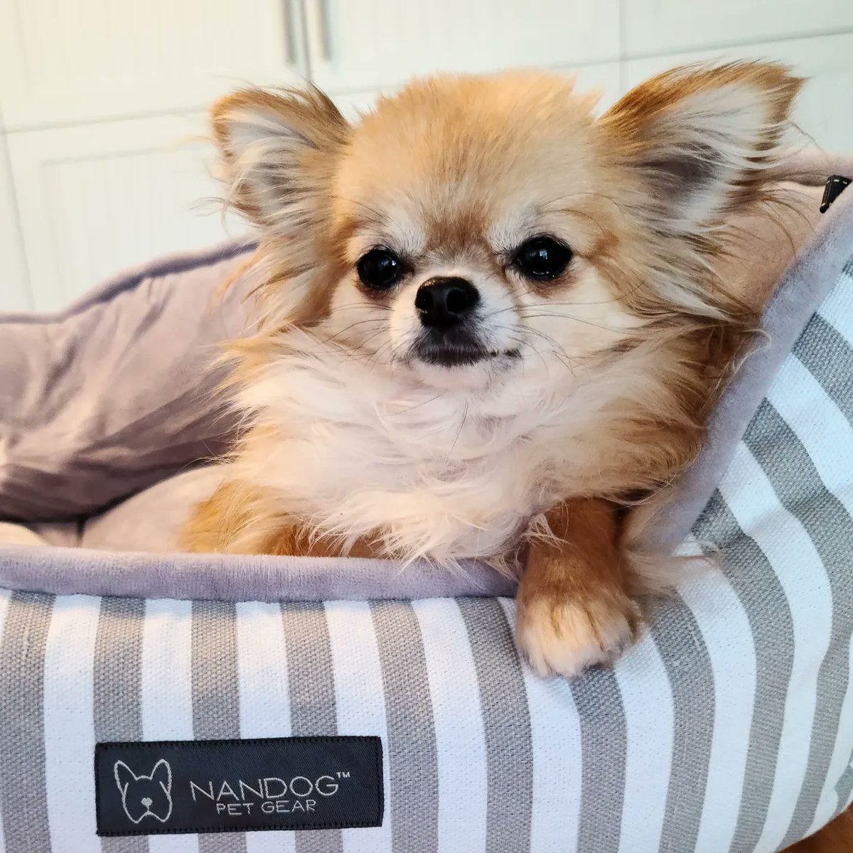 Chi Chi Crew Shop on Twitter "The two types of Chihuahua 👇