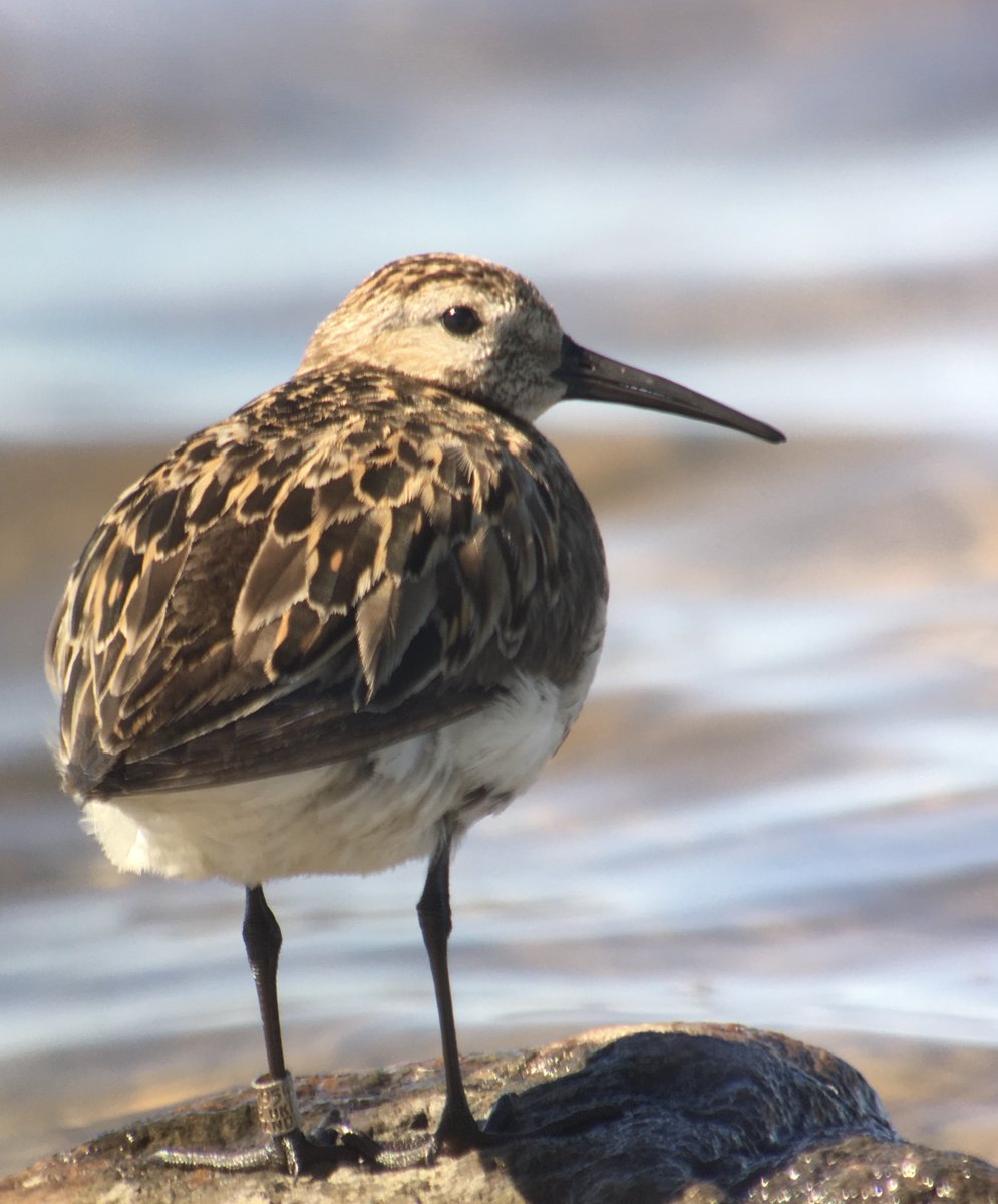 Oikos_Journal's tweet photo. Natal dispersal status is not linked to survival but breeding dispersal. Important implications to studies on fitness correlates of dispersal.
https://t.co/mGRKPTiMZ7
@WileyEcolEvol @NordicOikos @vmpakanen #OpenAccess #ecology #ornithology #shorebird #Calidris #migratory https://t.co/g39IvInyVR