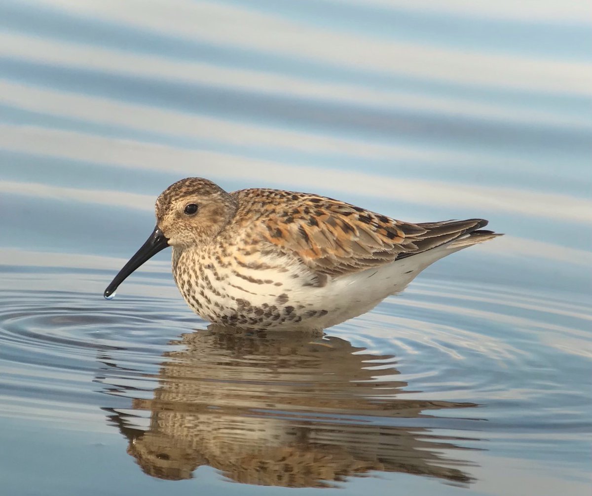 Oikos_Journal's tweet photo. Natal dispersal status is not linked to survival but breeding dispersal. Important implications to studies on fitness correlates of dispersal.
https://t.co/mGRKPTiMZ7
@WileyEcolEvol @NordicOikos @vmpakanen #OpenAccess #ecology #ornithology #shorebird #Calidris #migratory https://t.co/g39IvInyVR