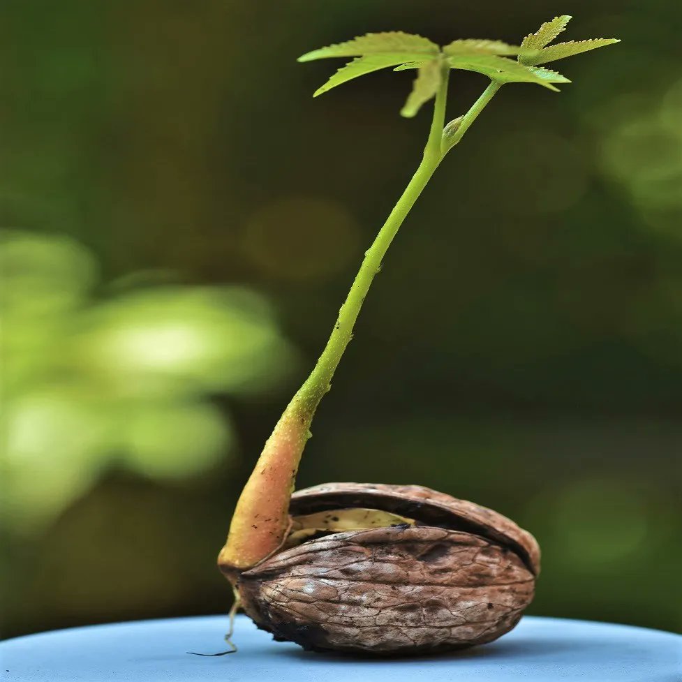 able_acorn's tweet photo. Seeds are powerful.  The seed of an idea can become real seeds being planted.  They can grow into seedlings, saplings, and then trees.  Those trees can change the world.

#seedstarting #planttrees #plantatree #plantmoretrees #reforestation https://t.co/07aZIKb40J