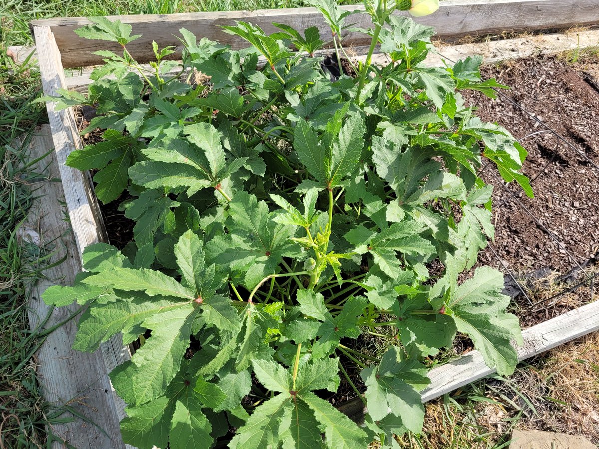atsui0718's tweet photo. Nice weather ahead. A morning walk to clear up our Gators Garden. Okra is thriving! Check out the graden or just take a walk to welco.e the Fall season. #saveEarth #GoodGatorsIB#WorldChangers#FourHousesOneFamily https://t.co/gcrAZRoc8L