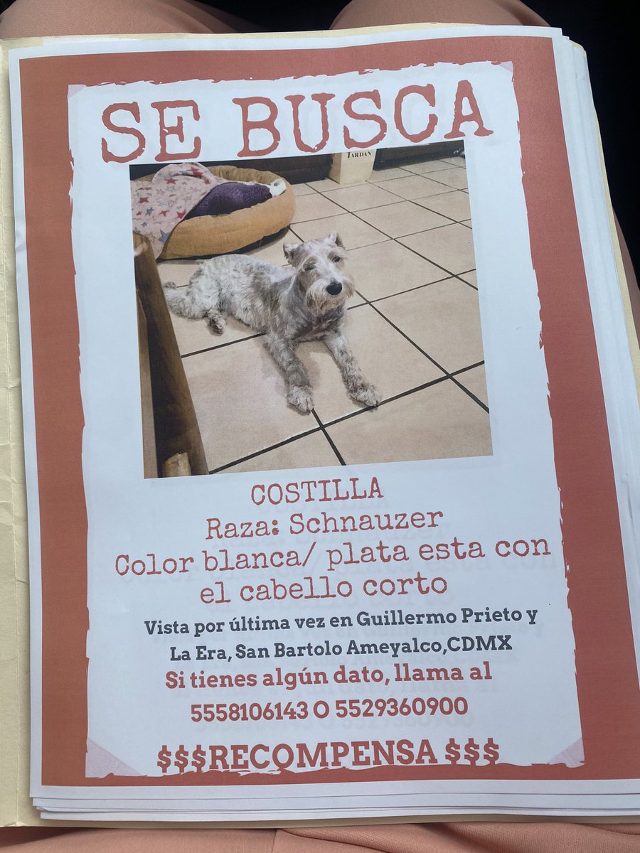Hola ⚠️⚠️⚠️⚠️⚠️‼️‼️‼️
Ayer mi perrita se perdió, un señor que mete su camioneta en mi casa la dejó afuera, y hasta ahora no sabemos nada de ella! Me ayudan compartiendo, más que nada por San Bartolo Ameyalco en Álvaro Obregón, pero todo sirve 🫶🏼 gracias.