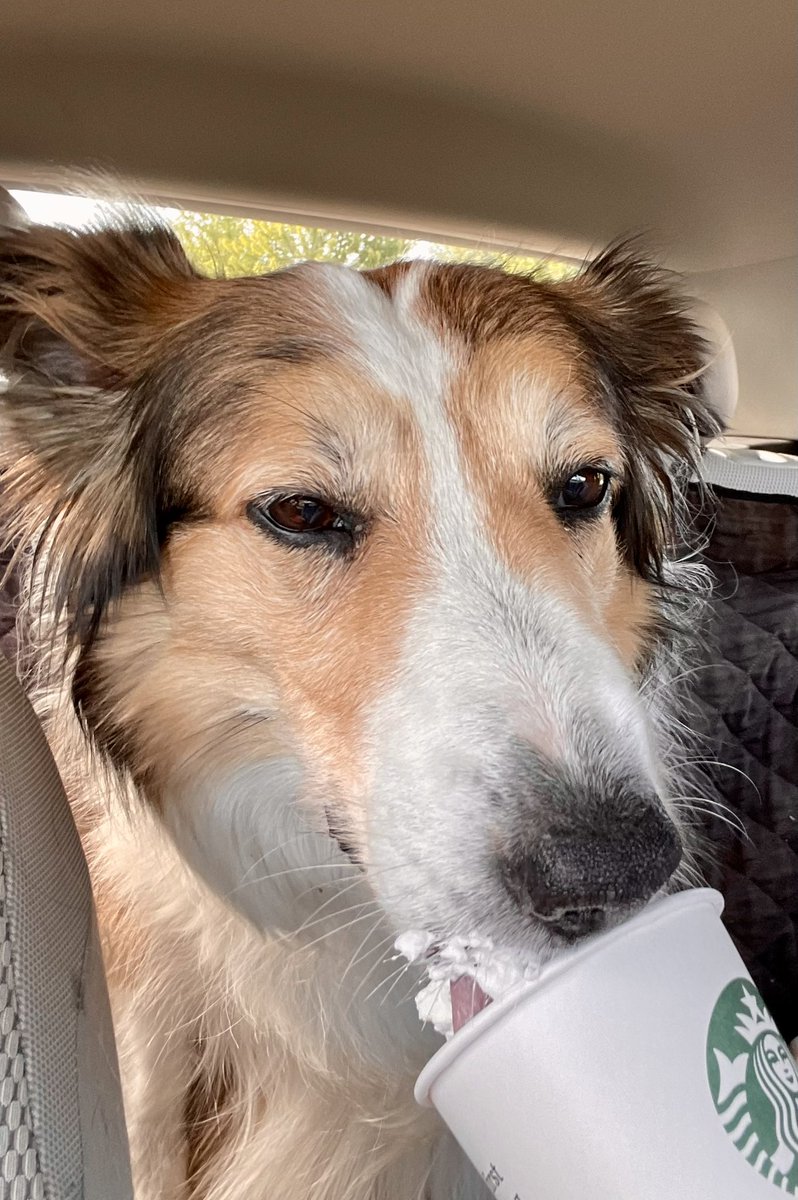 WilmaBenton19's tweet photo. Busy morning! Helping mom with errands and school. We stopped at a soccer team car wash and all the girls pet me. Then I got a puppachino! 

#dogsoftwitter #dogs #snoopervisor https://t.co/JbBFudHfgx