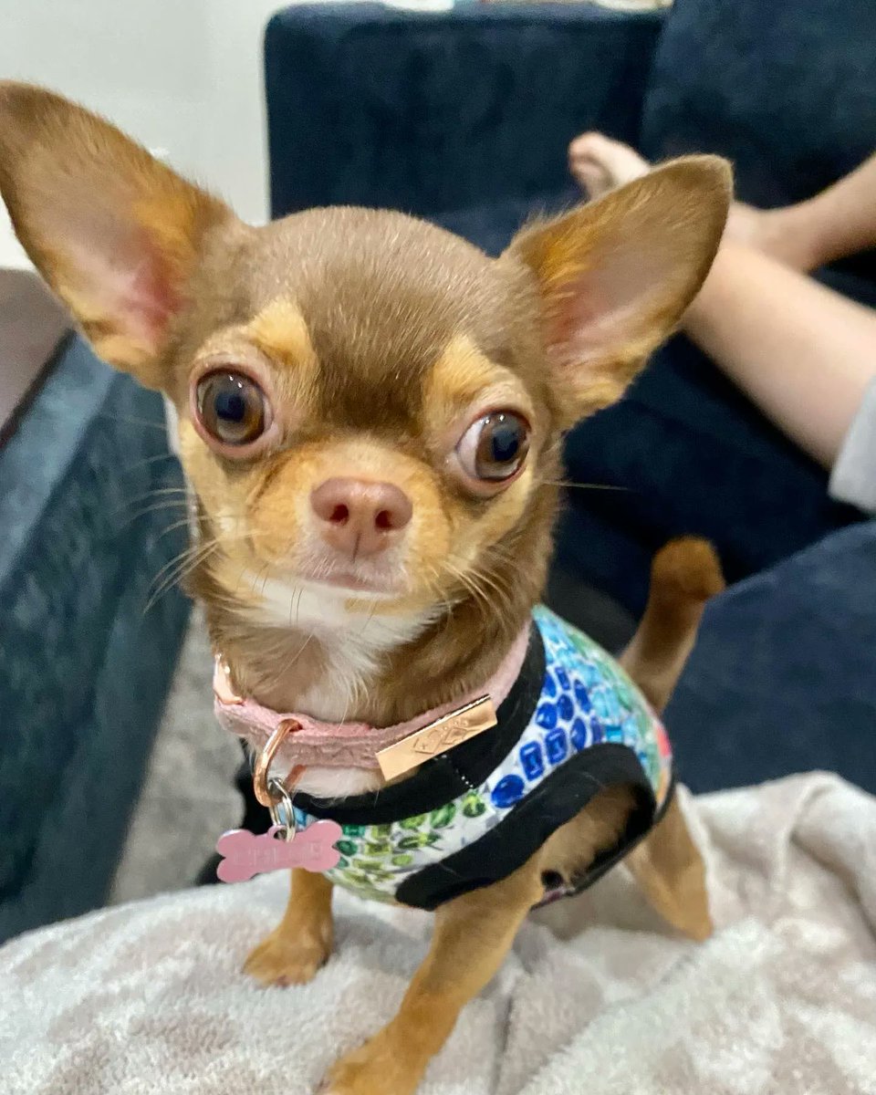 Chi Chi Crew Shop on Twitter "The two types of Chihuahua 👇