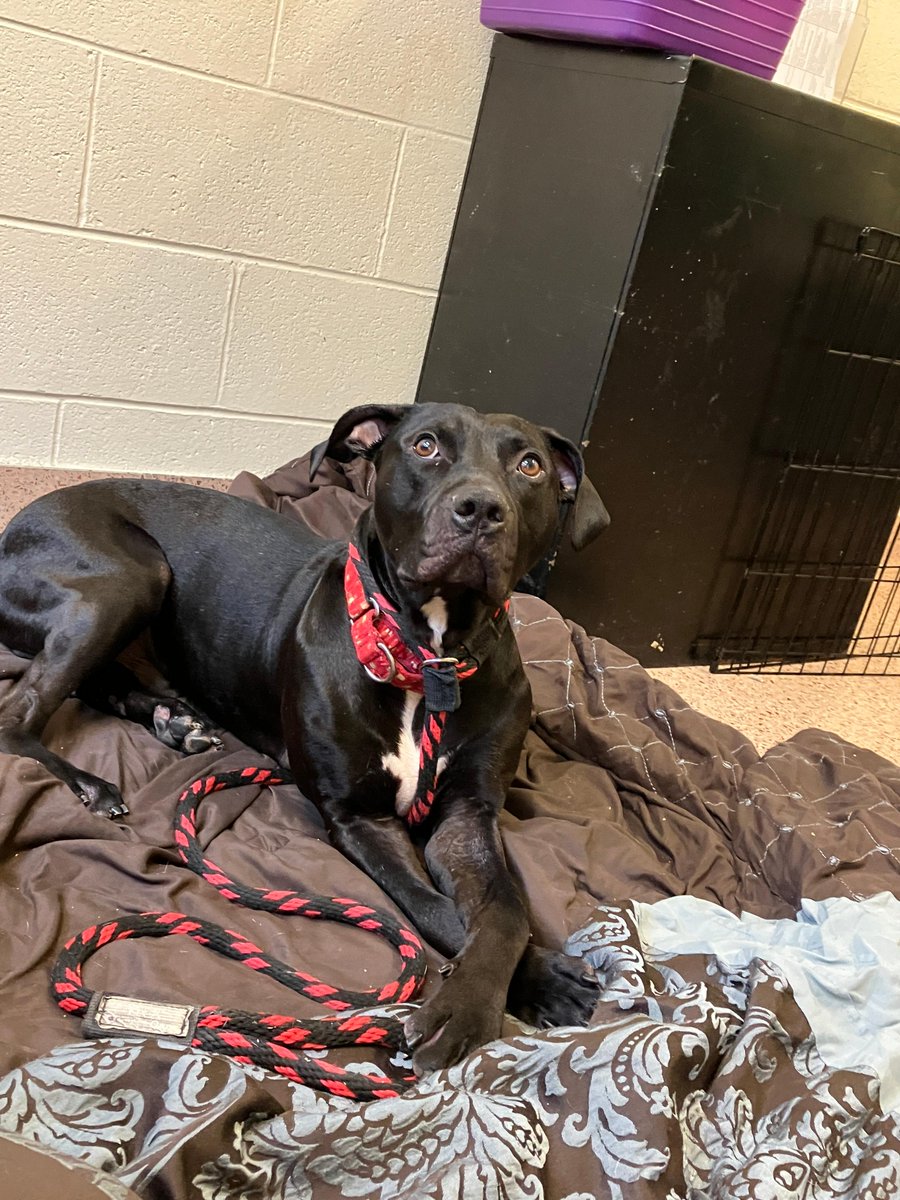 This distinguished man had an adoption meet this week! 

It wasn’t a love match but it was only his SECOND adoption meet EVER in the nearly 4 years he’s been with us. 

He did very well, took treatos, and even gave a tail wag! His family is out there.

Please consider Carlos.