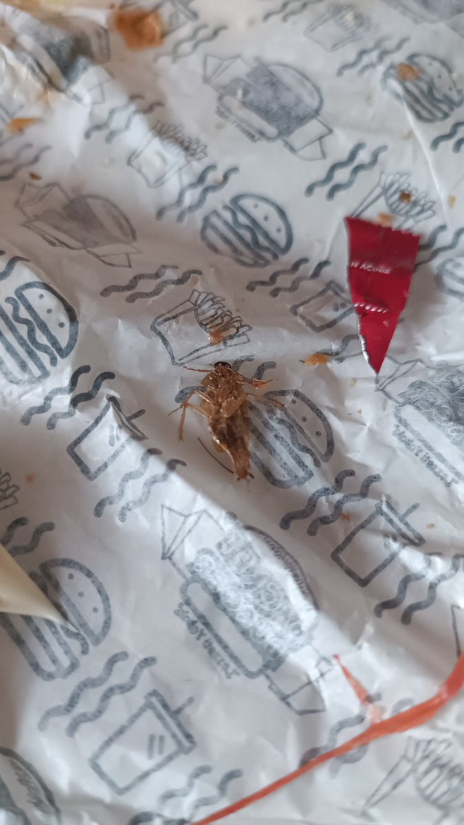 P4RS1903's tweet photo. Merhaba @packetburger denememiz için yeni ürününüz çıtır böcek yollamışsınız ama biz sevmiyoruz :( 

#packetburger https://t.co/5UownMvMkU