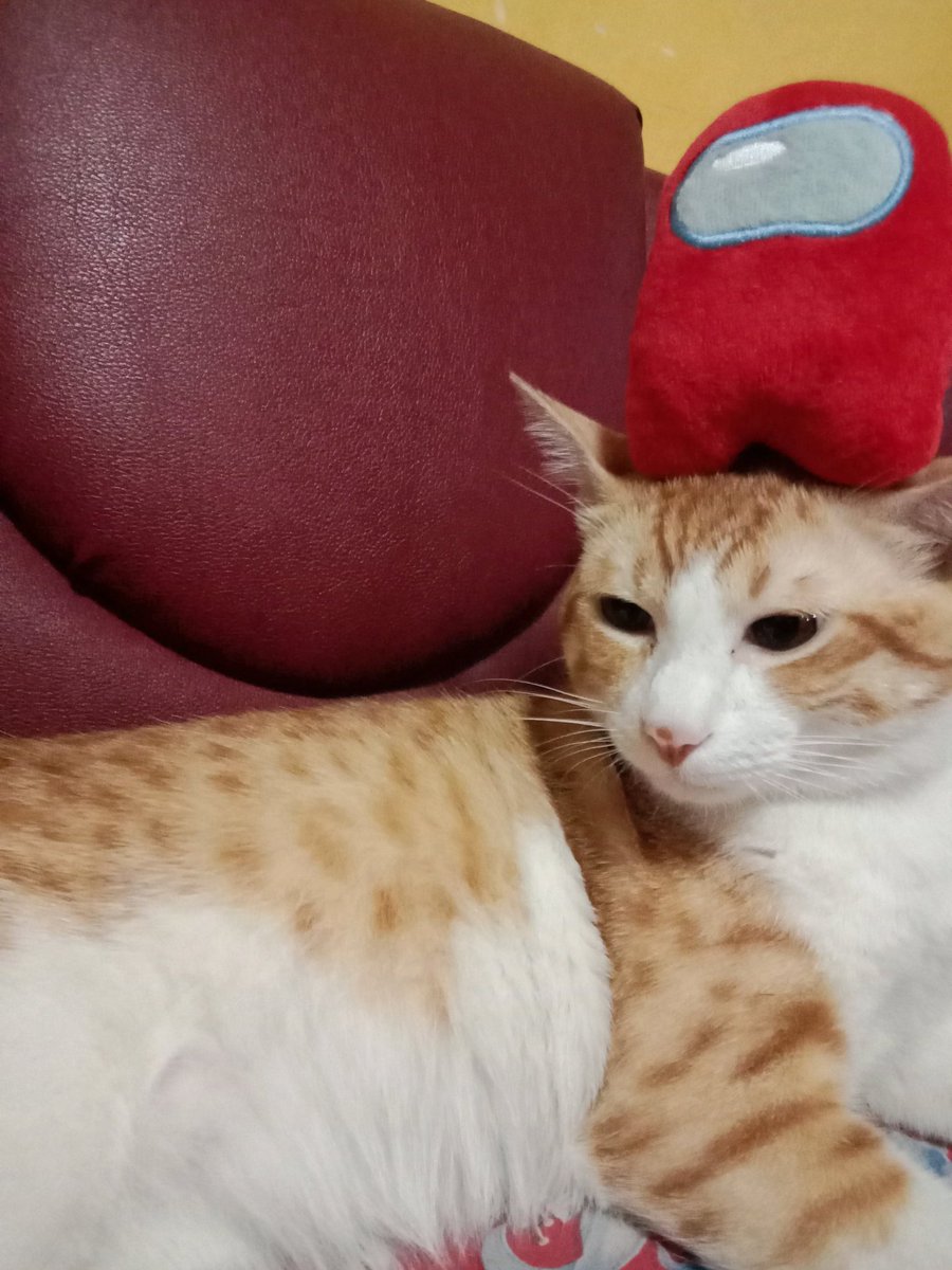 ShowYourCat's tweet photo. https://t.co/U6FszIywnu