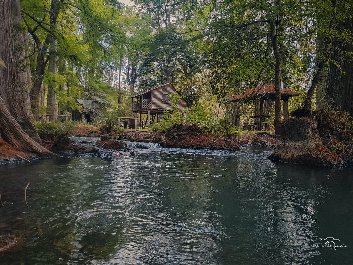 EsMexico's tweet photo. Descubre el parque natural La Rejoya, donde el río San Vicente hace su recorrido cobijado por espesos árboles de sabinos. #RutaCaminoReal #ElPuntoEsComitán #MeEncantasChiapas
📸 Alexander García Vía #Sectur_Chiapas #ProntoVolveremosAViajar https://t.co/BOhwV4bNBJ