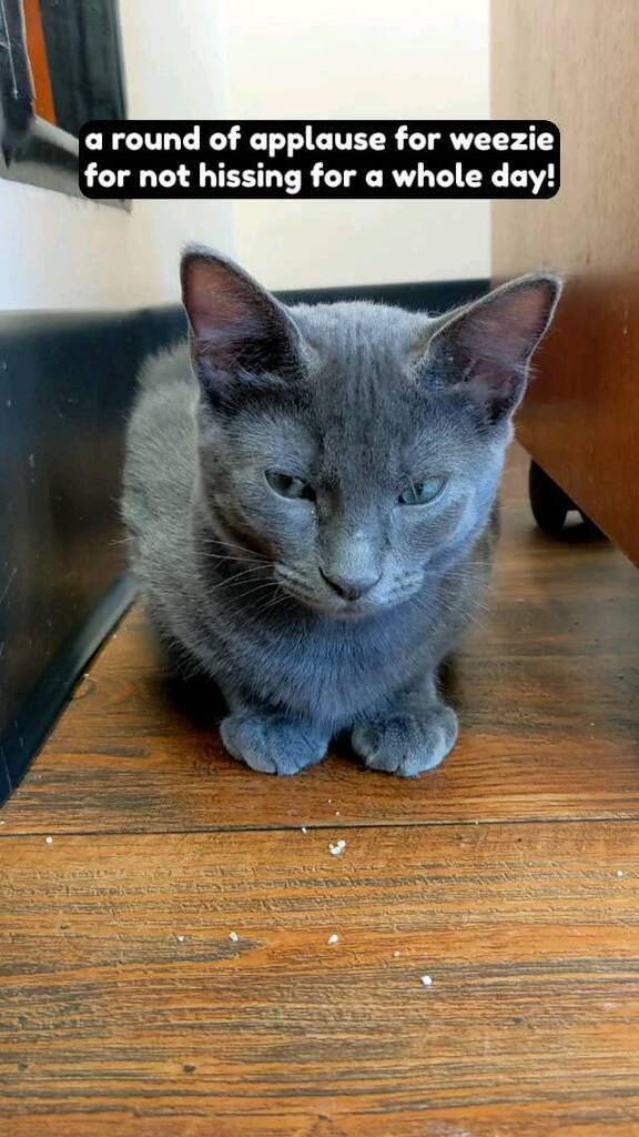 MeWowCatCafe's tweet photo. Happy Caturday! Weezie (hissy) and Biggie (fits) are making astounding progress in the kitty corral! Make a reservation to come meet them and see what makes these brave boys so special 😻
#mewow #catcafe #doylestown #pennsylvania #buckscounty #visitb… https://t.co/CThq9elQRw https://t.co/TjVgQnbLkS