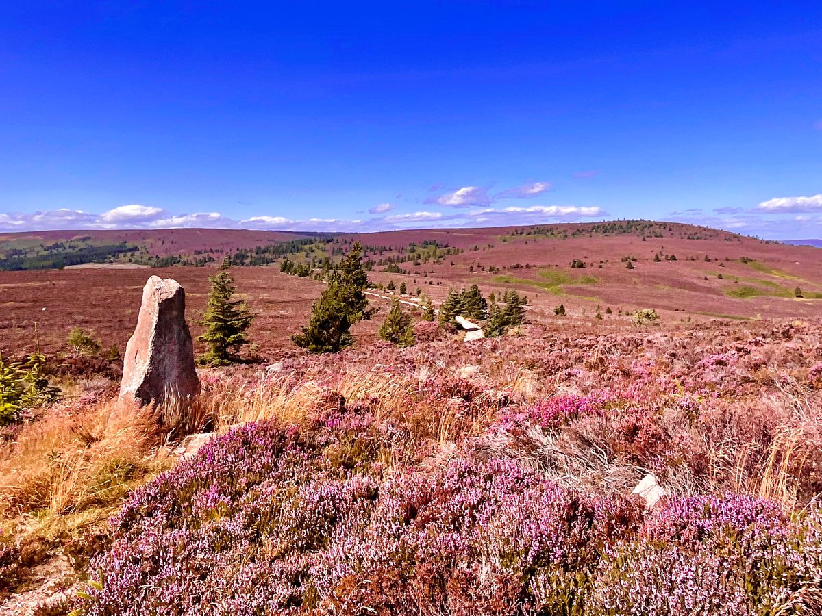 TheMackWalks's tweet photo. Today, Meikle Tap, Hill of Fare💙 #walking #hiking #meikletap #hilloffare #echt #aberdeenshire #purpleheather https://t.co/RduG7iHQvA