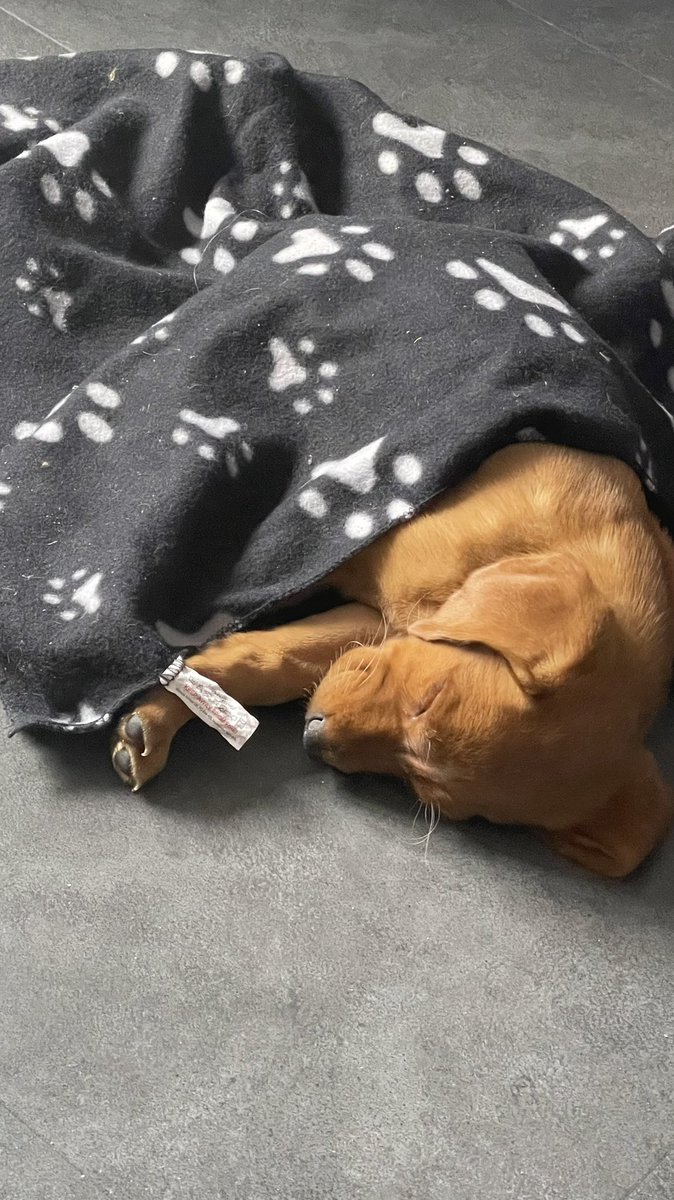 life_of_hettie's tweet photo. Sleep time now https://t.co/092Zp3lScN