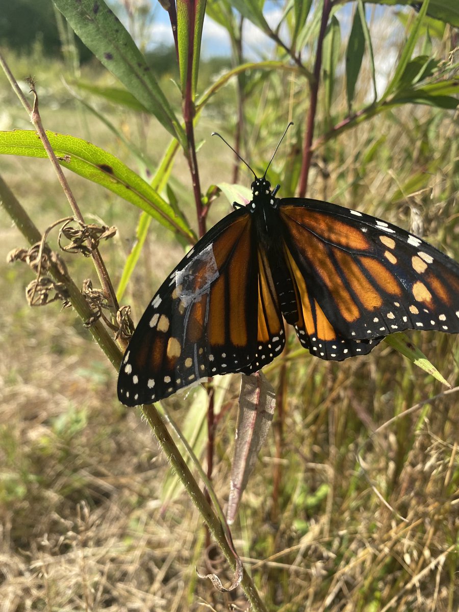 RebekahLowell's tweet photo. butterfly mended
sent off with best intentions 
hoping she flies free

#haikusaturday #monarchs #taggingmonarchs @monarchwatch https://t.co/UkFGVeNI2S